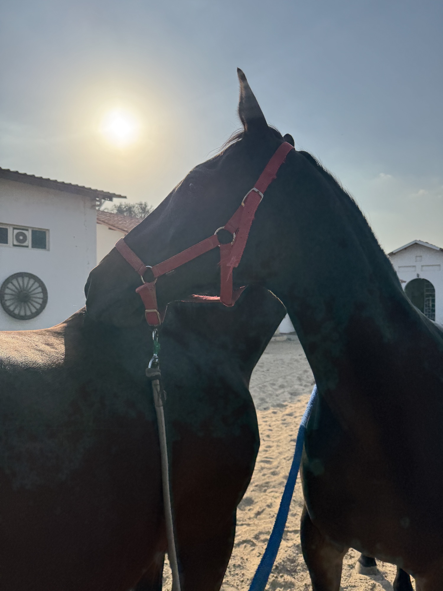 horses friends grooming mental agenda uae equine therapy