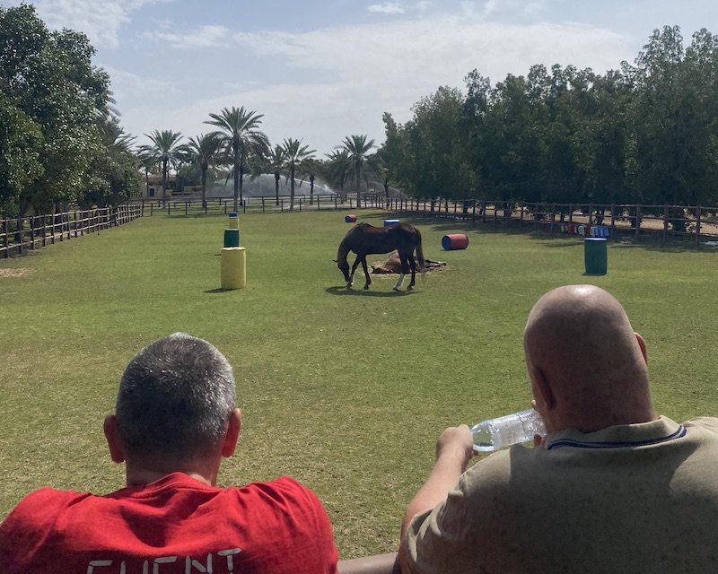 Book your unique coaching at Melia Desert Palm Dubai - and learn from horses about vulnerability, authenticity and trust in the office