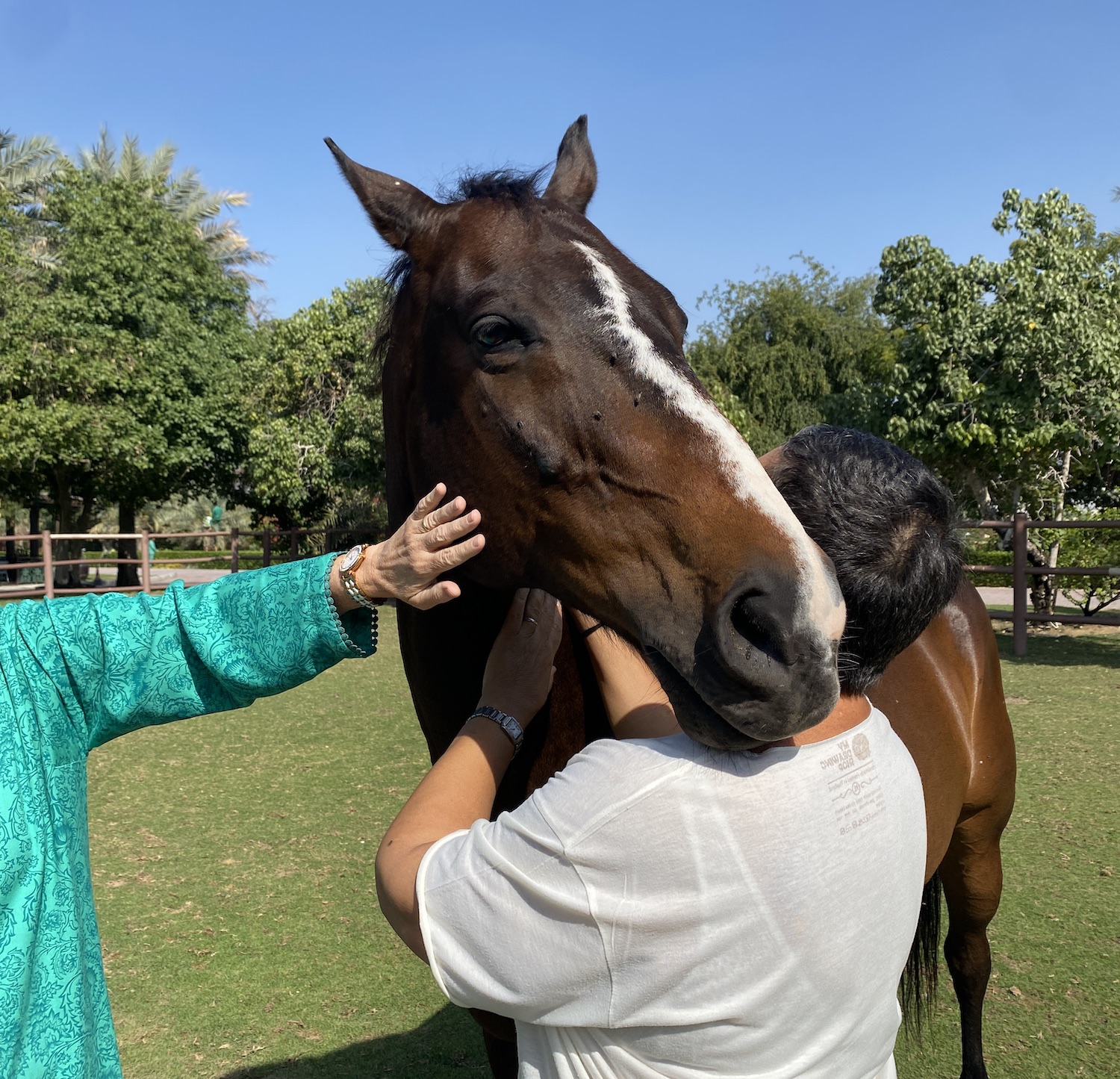 Equine therapy for mental health uae national agenda horse assisted