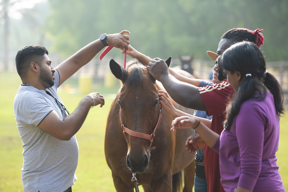 Growth mindset coaching uae learning experience horses