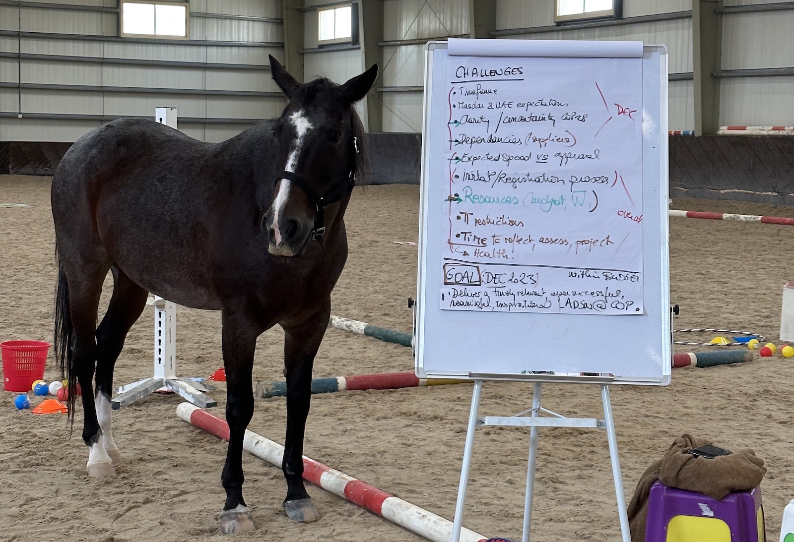 Abu Dhabi workshops with horses