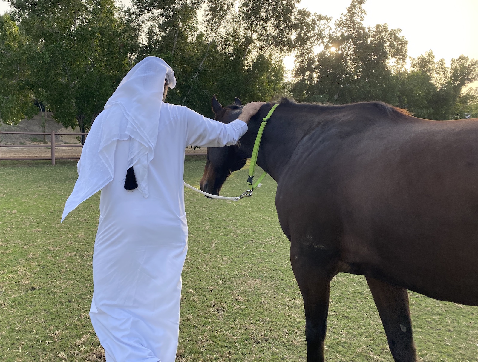 Coaching business horse equine therapy dubai