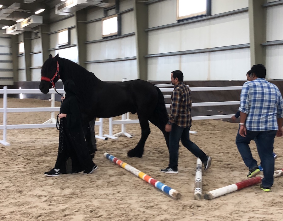 anxiety dubai abu dhabi, uncertainty, workshop, seminar, course, horses, anxiousness, covid-19